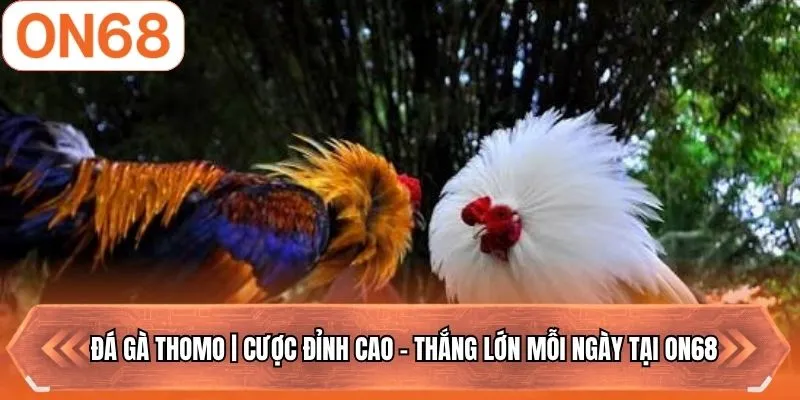 đá gà thomo