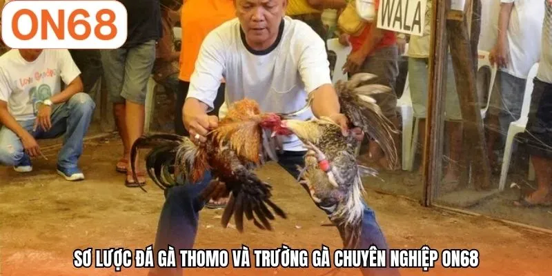Sơ lược đá gà Thomo và trường gà chuyên nghiệp ON68