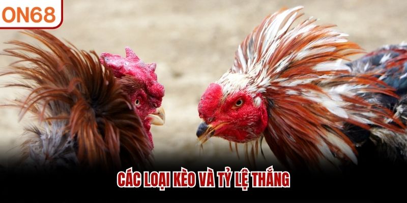 Các loại kèo và tỷ lệ thắng