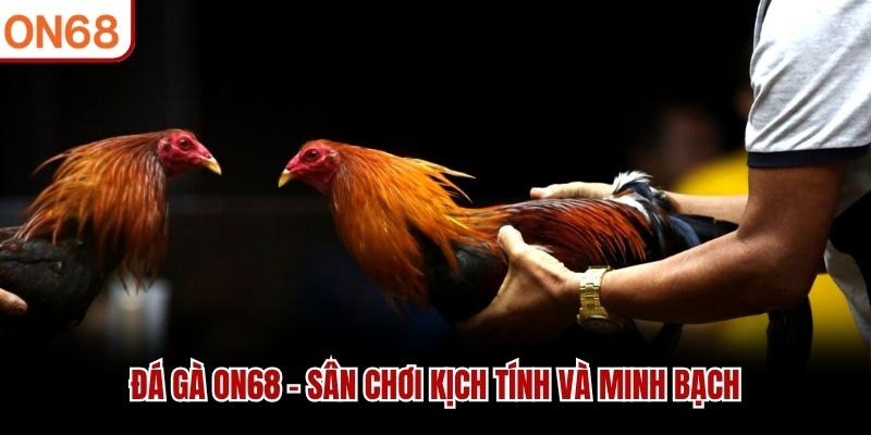 Đá gà ON68 - Sân chơi kịch tính và minh bạch
