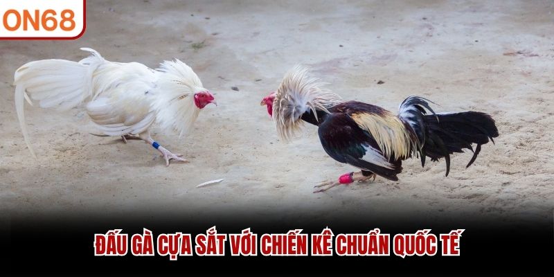 Đấu gà cựa sắt với chiến kê chuẩn quốc tế